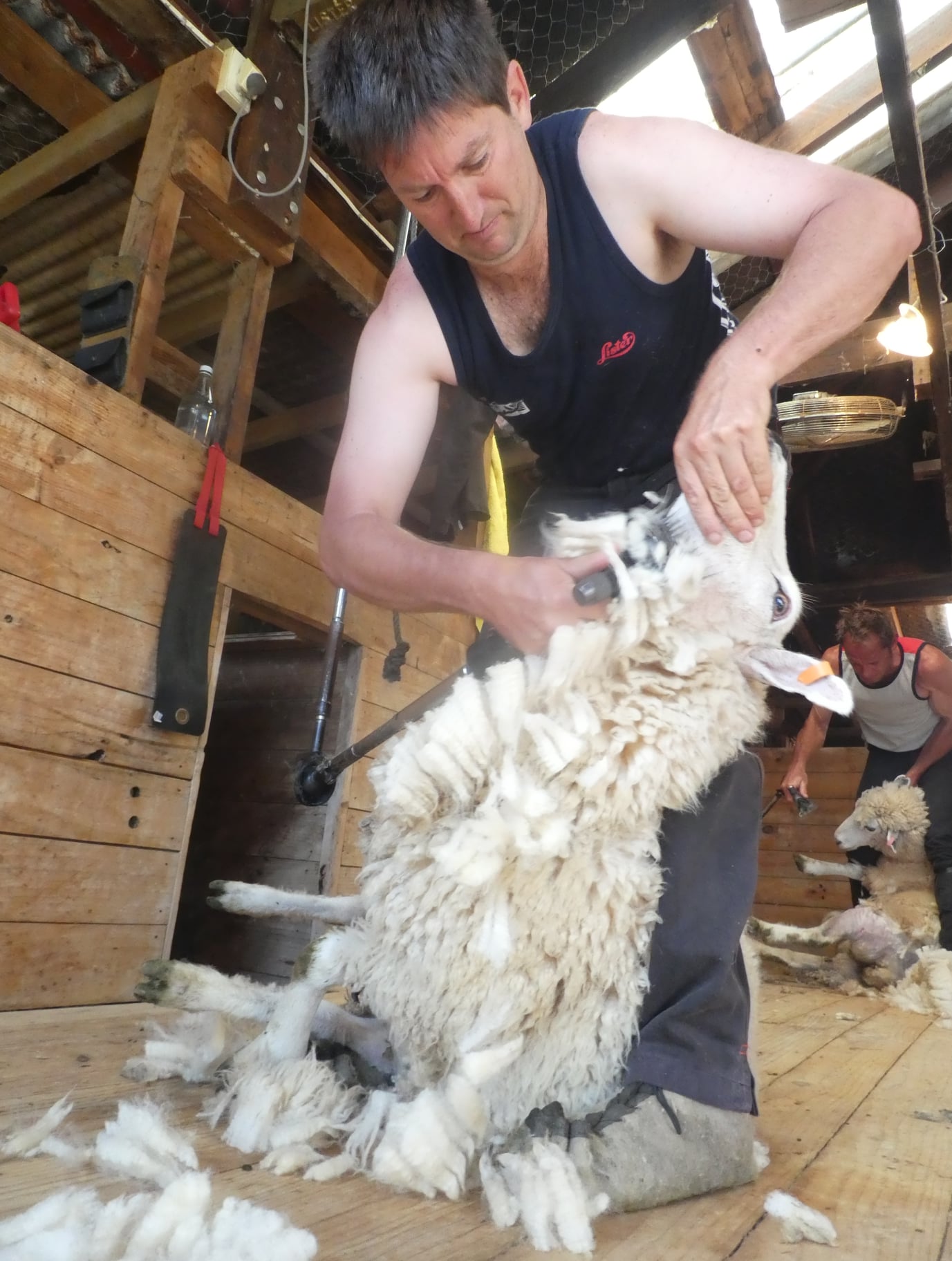 Cable Bay Farm shearing